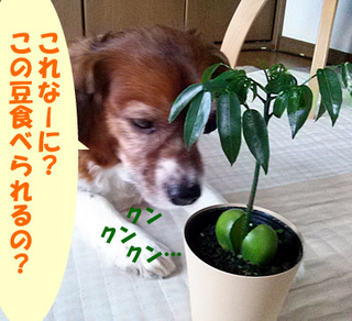 IMG04006.jpg