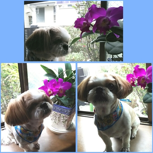 PhotoGrid_1471682252955.jpg